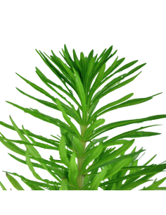 Pogostemon erectus - Tropica Dinamarca 2