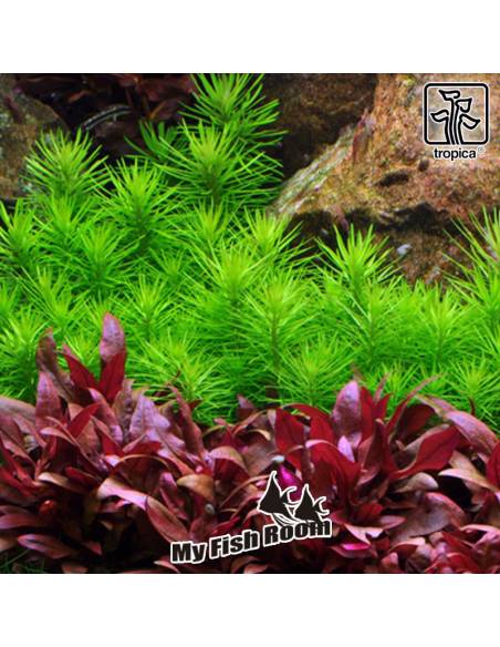 Pogostemon erectus - Tropica Dinamarca