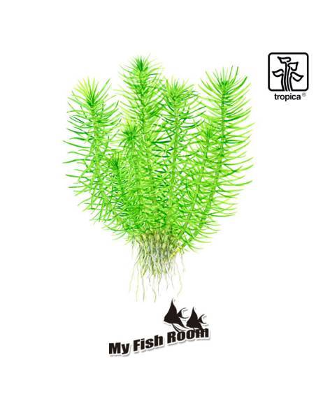 Pogostemon erectus - Tropica Dinamarca