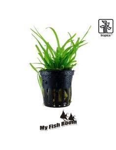 Sagittaria subulata - Tropica Dinamarca