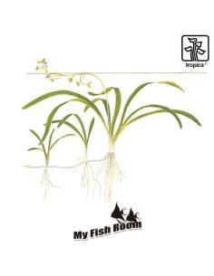 Sagittaria subulata - Tropica Dinamarca 2