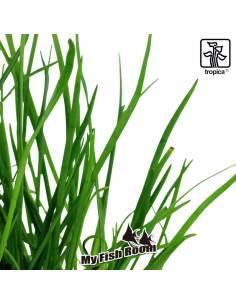 Lilaeopsis mauritana - Tropica Dinamarca 2