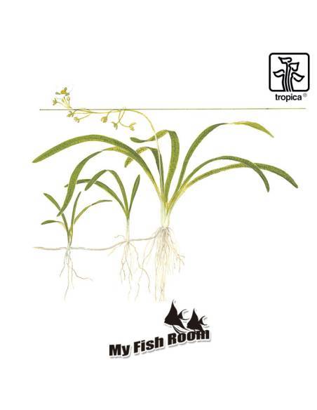 Sagittaria subulata - 1-2 Grow! Tropica Dinamarca