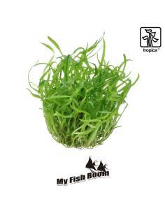 Sagittaria subulata - 1-2 Grow! Tropica Dinamarca 2