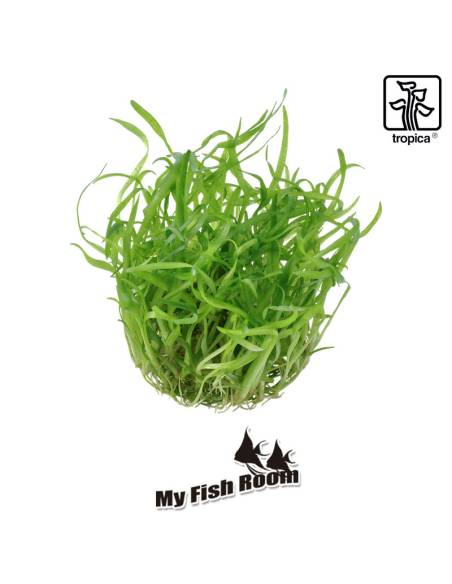 Sagittaria subulata - 1-2 Grow! Tropica Dinamarca