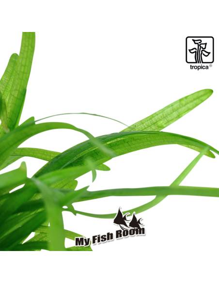 Sagittaria subulata - 1-2 Grow! Tropica Dinamarca