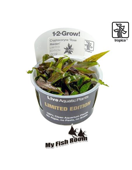 Cryptocoryne nurii var. raubensis 'Rose Maiden' 1-2 Grow! Limited edition Tropica Dinamarca