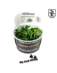 Schismatoglottis prietoi 1-2 Grow! Limited edition Tropica Dinamarca