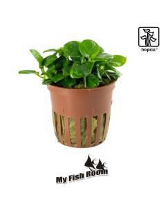 Anubias barteri 'Mini Coin' - Tropica Dinamarca