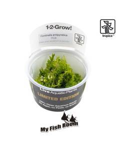 Fontinalis antipyretica 1-2-Grow! limited edition - musgo Tropica Dinamarca