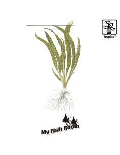 Cryptocoryne crispatula - 1-2 Grow! Tropica Dinamarca 2