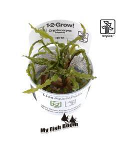 Cryptocoryne crispatula - 1-2 Grow! Tropica Dinamarca
