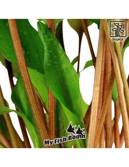 Cryptocoryne undulata 'Broad Leaves' 1-2 Grow! Tropica Dinamarca