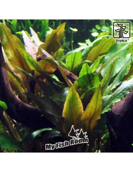 Cryptocoryne undulata 'Broad Leaves' 1-2 Grow! Tropica Dinamarca