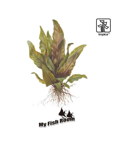 Cryptocoryne undulata 'Broad Leaves' 1-2 Grow! Tropica Dinamarca