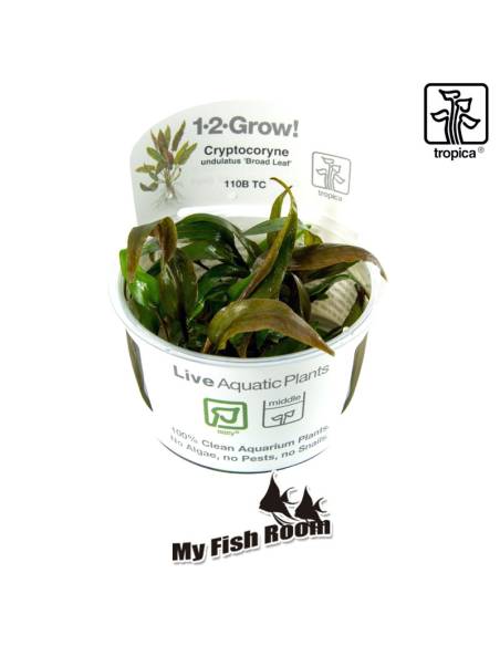 Cryptocoryne undulata 'Broad Leaves' 1-2 Grow! Tropica Dinamarca