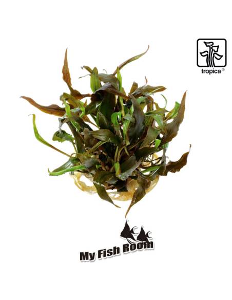 Cryptocoryne undulata 'Broad Leaves' 1-2 Grow! Tropica Dinamarca