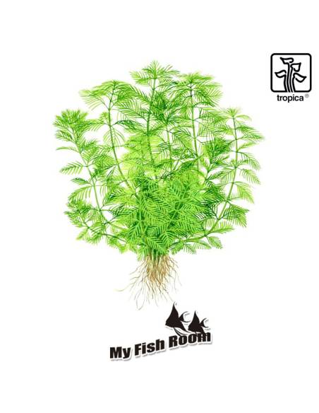 Myriophyllum mattogrossense - 1-2 Grow! Tropica Dinamarca