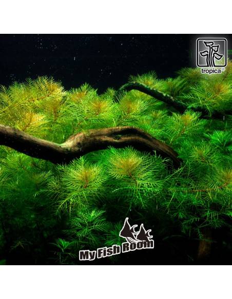Myriophyllum mattogrossense - 1-2 Grow! Tropica Dinamarca