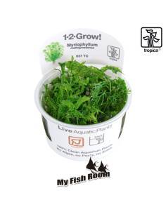 Myriophyllum mattogrossense - 1-2 Grow! Tropica Dinamarca