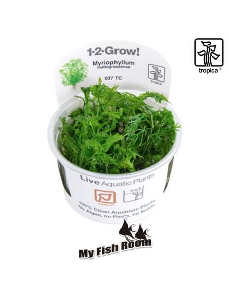 Myriophyllum mattogrossense - 1-2 Grow! Tropica Dinamarca