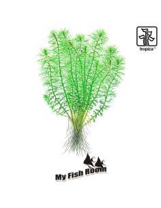 Myriophyllum sp. 'Guyana' - 1-2 Grow! Tropica Dinamarca 2
