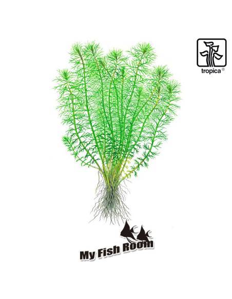 Myriophyllum sp. 'Guyana' - 1-2 Grow! Tropica Dinamarca