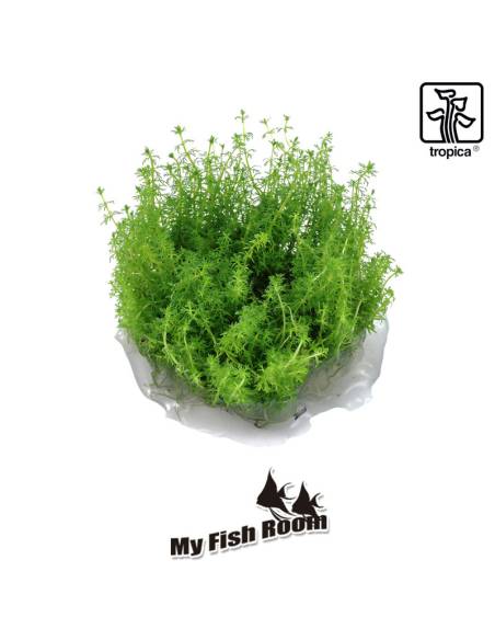 Myriophyllum sp. 'Guyana' - 1-2 Grow! Tropica Dinamarca