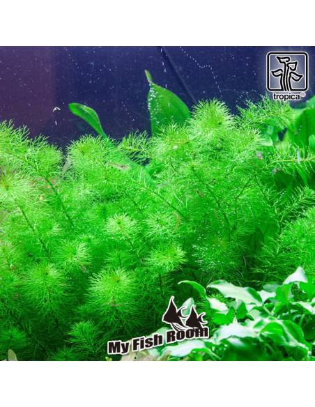 Myriophyllum sp. 'Guyana' - 1-2 Grow! Tropica Dinamarca