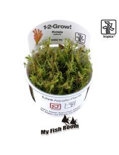 Rotala wallichii 1-2 Grow! Tropica Dinamarca