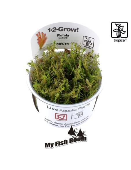 Rotala wallichii 1-2 Grow! Tropica Dinamarca