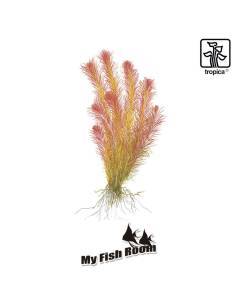 Rotala wallichii 1-2 Grow! Tropica Dinamarca 2