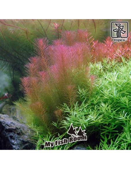 Rotala wallichii 1-2 Grow! Tropica Dinamarca