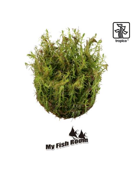 Rotala wallichii 1-2 Grow! Tropica Dinamarca