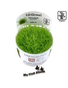 Utricularia graminifolia 1-2 Grow! Tropica Dinamarca