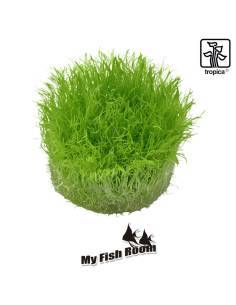 Utricularia graminifolia 1-2 Grow! Tropica Dinamarca 2