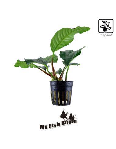 Anubias barteri var. 'Coffeifolia' - Tropica Dinamarca