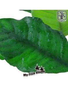 Anubias barteri var. 'Coffeifolia' - Tropica Dinamarca 2