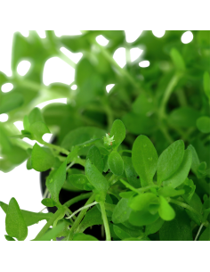 Hemianthus micranthemoides - Tropica Dinamarca 2