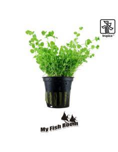 Micranthemum umbrosum - Tropica Dinamarca