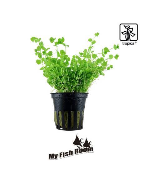 Micranthemum umbrosum - Tropica Dinamarca