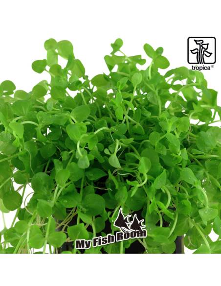 Micranthemum umbrosum - Tropica Dinamarca