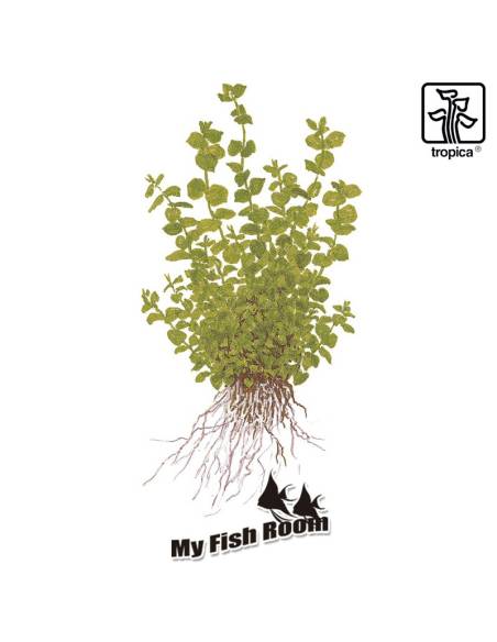 Micranthemum umbrosum - Tropica Dinamarca