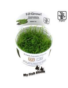 Vesicularia montagnei 'Christmas' - musgo 1-2 Grow! Tropica Dinamarca