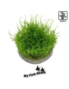 Vesicularia montagnei 'Christmas' - musgo 1-2 Grow! Tropica Dinamarca 2