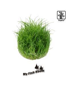 Eleocharis pusilla mini 1-2 Grow! Tropica Dinamarca 2
