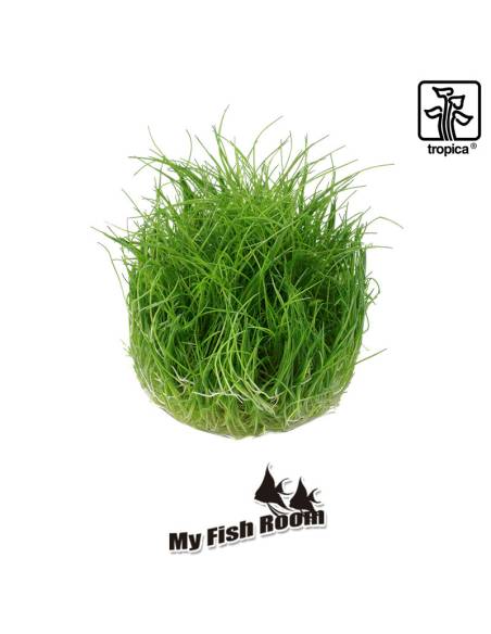 Eleocharis pusilla mini 1-2 Grow! Tropica Dinamarca