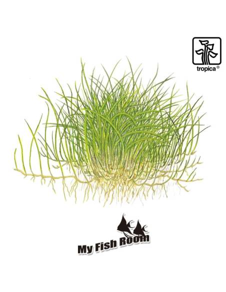 Eleocharis pusilla mini 1-2 Grow! Tropica Dinamarca