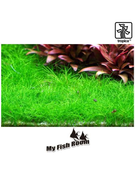Eleocharis pusilla mini 1-2 Grow! Tropica Dinamarca