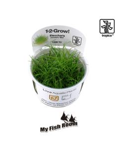 Eleocharis pusilla mini 1-2 Grow! Tropica Dinamarca